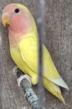 Agapornis roseicolli, Dieren en Toebehoren, Geslacht onbekend, Dwergpapegaai of Agapornis
