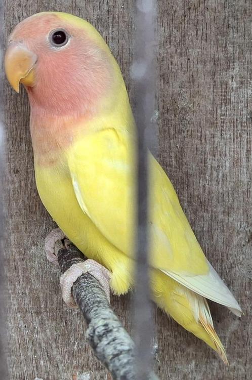 Agapornis roseicolli, Dieren en Toebehoren, Vogels | Parkieten en Papegaaien, Dwergpapegaai of Agapornis, Geslacht onbekend
