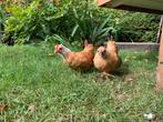 chabo  geel/zwartstaart, Dieren en Toebehoren, Pluimvee, Kip