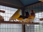 4 gouldamandines (goulds) vr 100 euro (2x pop; 2x man), Dieren en Toebehoren, Meerdere dieren, Tropenvogel