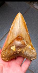 Fossiles de dents de requin mégalodon de 12,8 cm, Enlèvement ou Envoi, Fossile