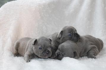 Franse Bulldog pups goed opgevoed en met training  beschikbaar voor biedingen