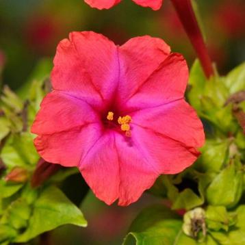 Mirabilis jalapa (Belle de nuit) - 15 graines