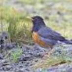 zwartborst lijster, Dieren en Toebehoren, Vogels | Overige Vogels, Mannelijk, Tropenvogel, Geringd