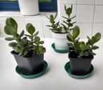 Crassula ovata - Jadeplant (kamerplant), Huis en Inrichting, Kamerplanten, Ophalen, Vetplant