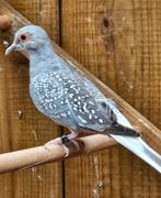 Diamantduif, Geslacht onbekend, Overige soorten