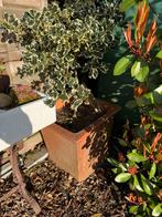 2 Potten met plant, Tuin en Terras, Planten | Bomen, Ophalen