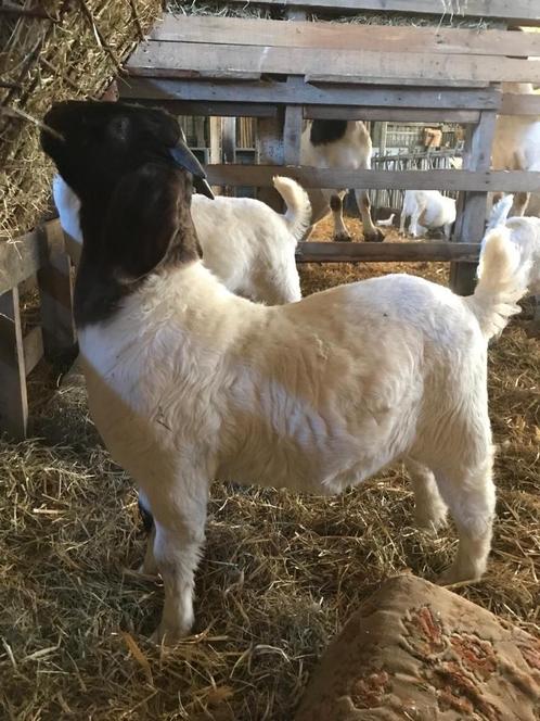boerbok boergeit lam, Dieren en Toebehoren, Schapen, Geiten en Varkens, Geit, Mannelijk, 0 tot 2 jaar