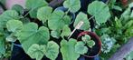 Plants de légumes bio 1€/plant, Tuin en Terras, Planten | Tuinplanten, Ophalen of Verzenden