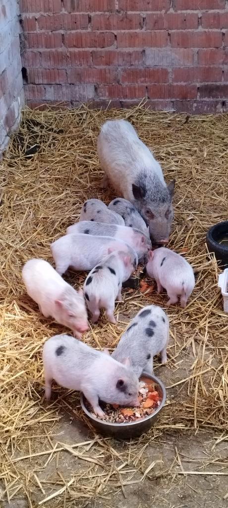 Mini varken biggetjes, Dieren en Toebehoren, Schapen, Geiten en Varkens, Varken, Meerdere dieren, 0 tot 2 jaar