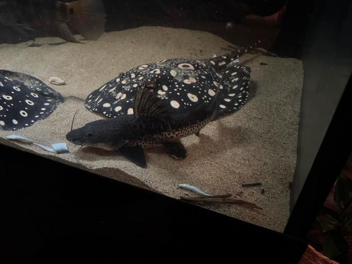 RTC x TSN hybrid catfish meerval 40cm, Dieren en Toebehoren, Vissen | Aquariumvissen, Zoetwatervis, Overige typen