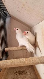 Rijstvogels 2025., Dieren en Toebehoren