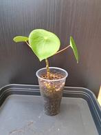 Peperomia raindrop nr 41, Ophalen
