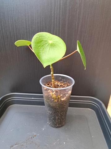 Peperomia raindrop nr 41 beschikbaar voor biedingen