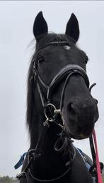 Wandel/verzorgpaard aangeboden, Dieren en Toebehoren, Paarden, Gechipt, Niet van toepassing, Hengst, 160 tot 165 cm