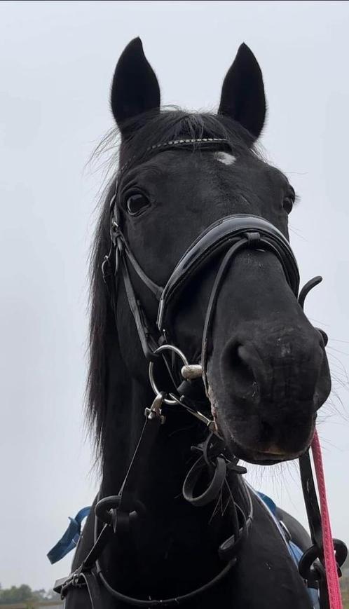Wandel/verzorgpaard aangeboden, Dieren en Toebehoren, Paarden, Hengst, Niet van toepassing, 160 tot 165 cm, 11 jaar of ouder, Recreatiepaard