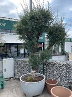 Olijfboom mét sierpot, Tuin en Terras, Planten | Bomen, Ophalen, Olijfboom