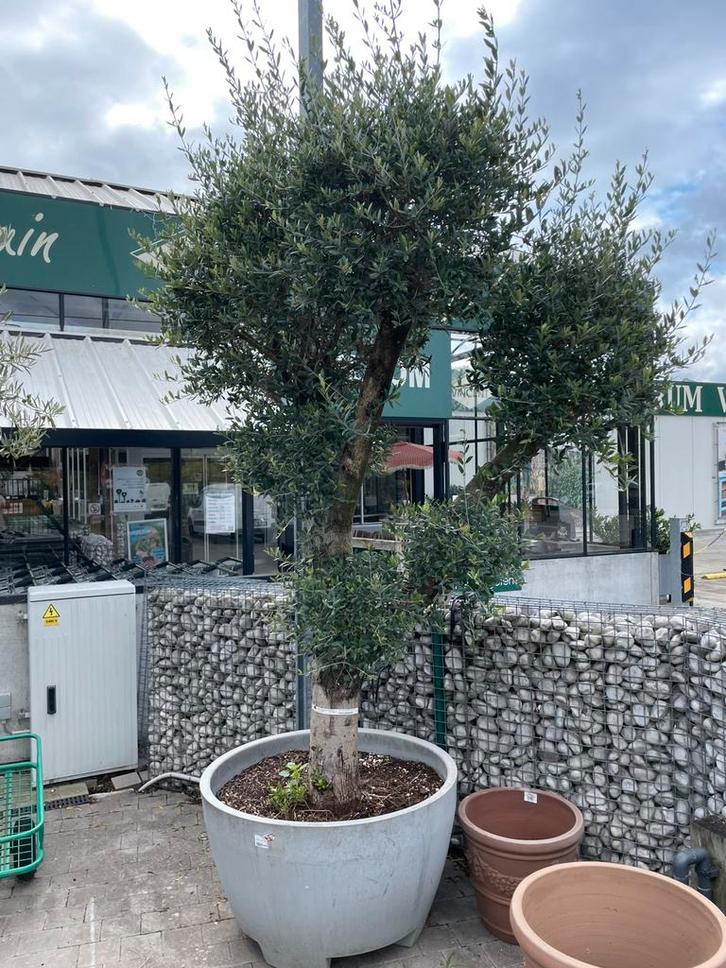 Olijfboom mét sierpot, Tuin en Terras, Planten | Bomen, Olijfboom, Ophalen