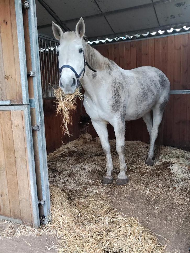 Weidemaatje - wandelpaard, Animaux & Accessoires, Chevaux, Jument, Z, 170 à 175 cm, 11 ans ou plus, Cheval de saut, Avec pedigree