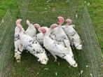 hermelijn Ronquières kalkoen hanen, Dieren en Toebehoren, Pluimvee, Mannelijk, Kalkoen