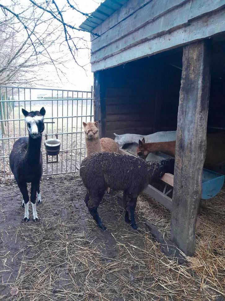 Prachtige jonge alpaca veulens merrie's en hengstjes, Dieren en Toebehoren, Overige Dieren, Meerdere dieren, Mei