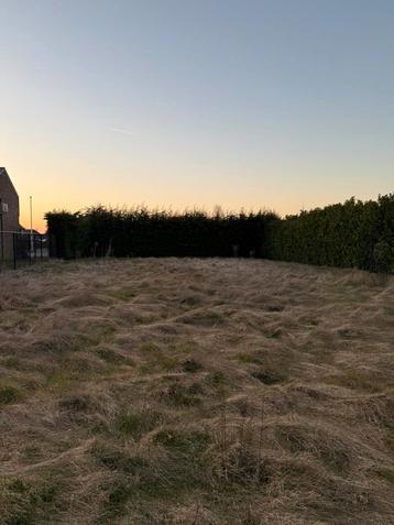 Laurierhaag gratis  beschikbaar voor biedingen