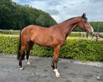 4j ruin met parcourservaring - HUNTERprospect, B, Vermifugé, 3 à 6 ans, Hongre