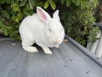 Grote rex ram, Mannelijk, Middelgroot, 0 tot 2 jaar