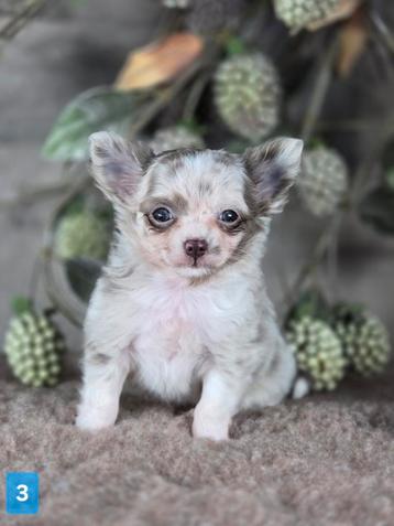 Chihuahua pup langhaar Chi pup beschikbaar voor biedingen