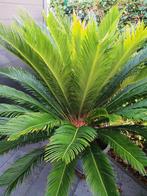 Cycas terrasplant, Tuin en Terras, Planten | Tuinplanten, Ophalen