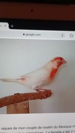 RECHERCHE carpodaque du Mexique albinos