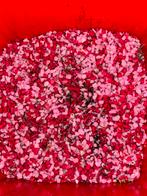 Steentjes aquarium, Divers, Enlèvement