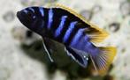 Labidochromis sp Mbamba, Dieren en Toebehoren, Vissen | Aquariumvissen, Zoetwatervis, Schoolvis, Vis