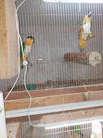 Zwartkoppen, Dieren en Toebehoren