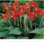Canna planten, Tuin en Terras, Ophalen
