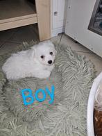 Maltezer kruising Maltipom huiselijke kring, Parvovirose, Bichon maltais, 8 à 15 semaines, Plusieurs