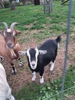 Dwerggeit, Dieren en Toebehoren, Schapen, Geiten en Varkens, Vrouwelijk, Geit, 0 tot 2 jaar