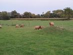 Ardense voskop schapen te koop, Dieren en Toebehoren, Schapen, Geiten en Varkens, Meerdere dieren, Schaap, 0 tot 2 jaar