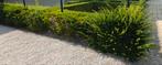 Taxus haag, Tuin en Terras, Planten | Struiken en Hagen, Ophalen, Taxus, Haag