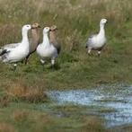 Magelhaenganzen, Dieren en Toebehoren, Pluimvee