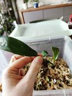 Philodendron patriciae, Maison & Meubles, Plantes d'intérieur, Ombre partielle, Plante verte, Enlèvement, Moins de 100 cm