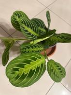 Maranta Lemon Lime, Huis en Inrichting, Kamerplanten, Ophalen, Overige soorten, Halfschaduw, In pot
