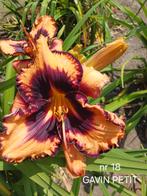 Hemerocallis  GAVIN PETIT, Ophalen of Verzenden