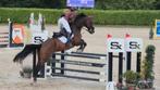Diabolo Du Cernaut springervaring tot 1.30m., Dieren en Toebehoren, Paarden