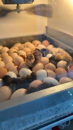 Dag kuikens beschikbaar, Dieren en Toebehoren, Ophalen