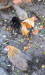 Hollandaise naines, Animaux & Accessoires, Volatiles