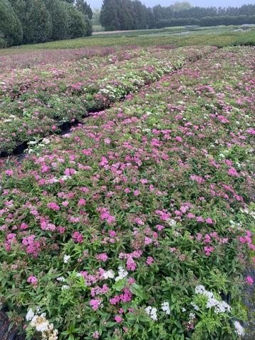 Spriraea et Potentilla  disponible aux enchères