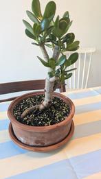 Crassula Ovata, Tuin en Terras, Ophalen
