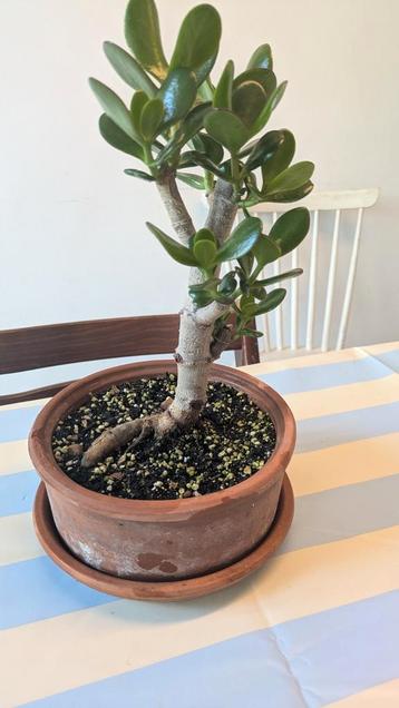 Crassula Ovata beschikbaar voor biedingen