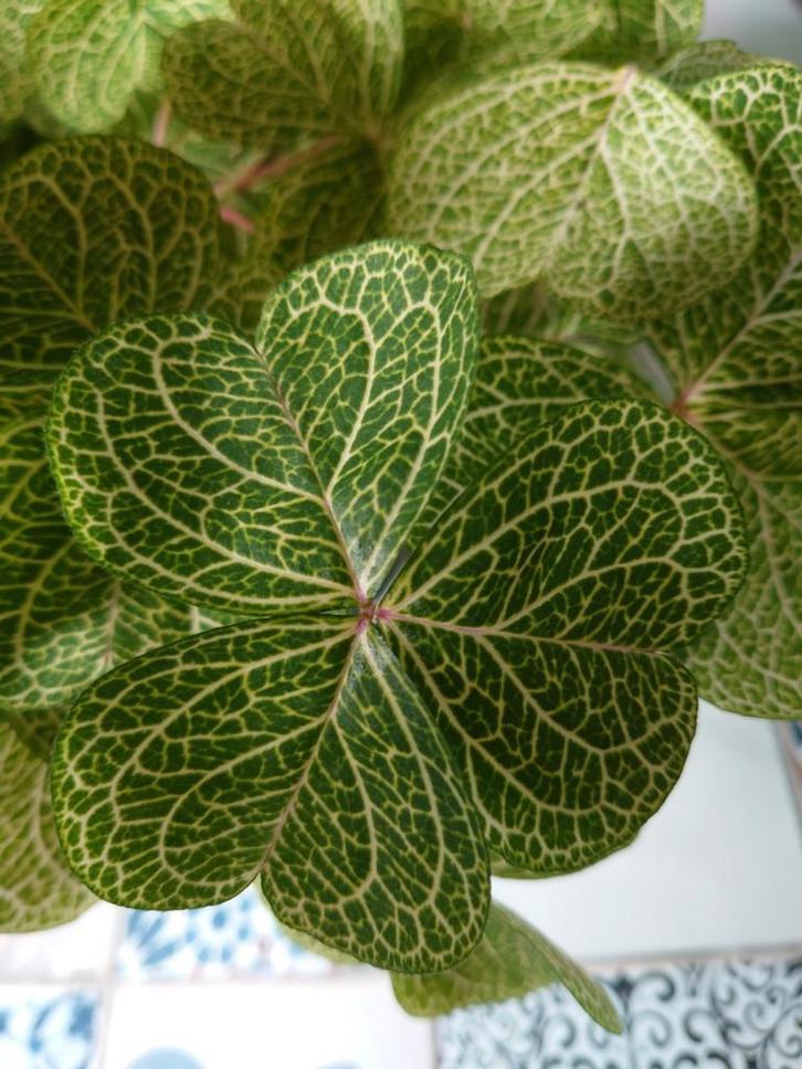 Oxalis corymbosa aureo-reticulata knolletjes €1 per stuk, Tuin en Terras, Planten | Tuinplanten, Ophalen of Verzenden